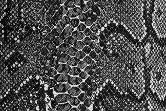Black and white snake camera cover